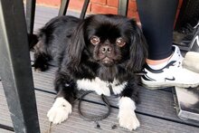 FLEKI, Hund, Pekinese-Mischling in Kroatien