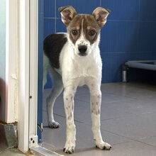 AMELIA, Hund, Mischlingshund in Rumänien