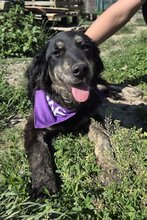 BEX, Hund, Mischlingshund in Kroatien