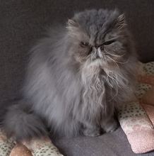 JOSIE, Katze, Perserkatze in Kreischa
