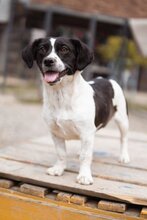 JUPI, Hund, Mischlingshund in Kroatien