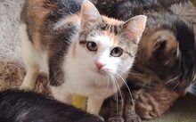 LILETTE, Katze, Europäisch Kurzhaar-Mix in Albstadt