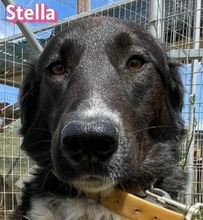 STELLA, Hund, Mischlingshund in Griechenland