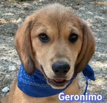 GERONIMO, Hund, Mischlingshund in Griechenland