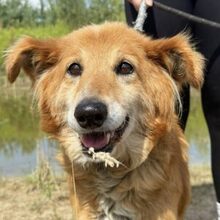JERZY, Hund, Mischlingshund in Potsdam