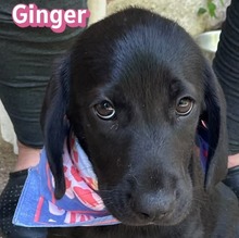 GINGER, Hund, Mischlingshund in Griechenland