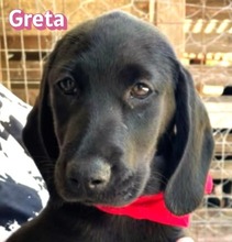 GRETA, Hund, Mischlingshund in Griechenland