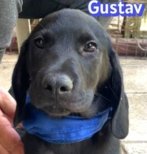 GUSTAV, Hund, Mischlingshund in Griechenland