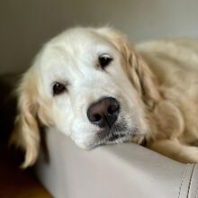 NATA, Hund, Golden Retriever in Vögelsen