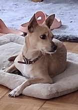 BANJO, Hund, Mischlingshund in Hamburg