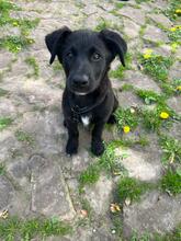 NYX, Hund, Labradormischling in Edingen-Neckarhausen