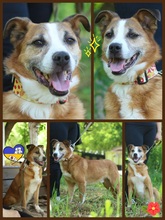 RUDOLF, Hund, Mischlingshund in Ukraine