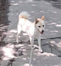 LENA, Hund, Mischlingshund in Ungarn