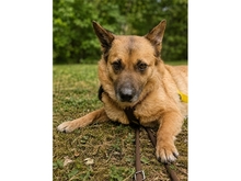 VIOLETTA, Hund, Mischlingshund in Würzburg