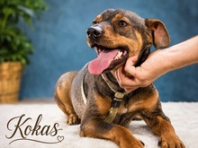 KOKAS, Hund, Mischlingshund in Portugal