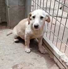 ASYA, Hund, Podenco-Mix in Spanien
