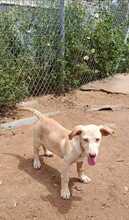 AIK, Hund, Podenco-Mix in Spanien