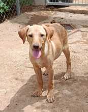 ALANI, Hund, Podenco-Mix in Spanien