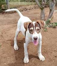 AKASH, Hund, Podenco-Mix in Spanien