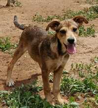 AGU, Hund, Podenco-Mix in Spanien