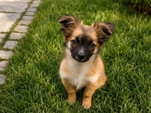ISABELLA, Hund, Mischlingshund in Großenaspe