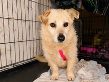 CRACKER, Hund, Mischlingshund in Hilpoltstein