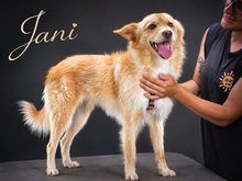 JANI, Hund, Mischlingshund in Portugal