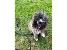 CAPPER, Hund, Mischlingshund in Heusweiler