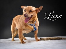 LUNA, Hund, Mischlingshund in Portugal