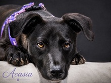 ACASIA, Hund, Mischlingshund in Portugal