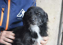 KISCA, Hund, Mischlingshund in Gyhum