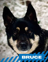 BRUCE, Hund, Mischlingshund in Oldenburg