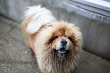 CHIVAS, Hund, Chow Chow in Belgien
