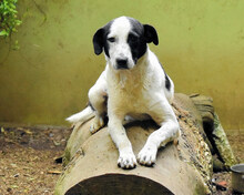 MORETTA, Hund, Mischling in Italien