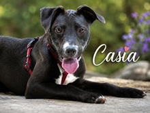 CASIA, Hund, Mischlingshund in Portugal