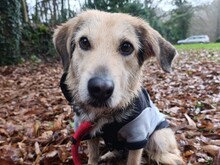 ALBA, Hund, Mischlingshund in Spanien