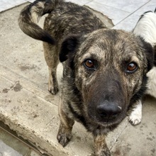 PUMPKIN, Hund, Mischlingshund in Rumänien