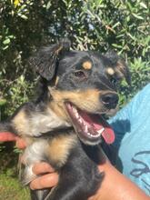 VICO, Hund, Mischlingshund in Boxberg