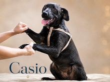CASIO, Hund, Mischlingshund in Portugal