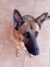 SHEILA, Hund, Deutscher Schäferhund in Italien
