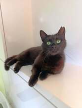 ARLA, Katze, Europäisch Kurzhaar Mix in Langenhagen