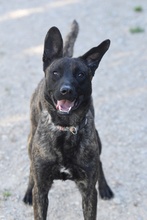 LINDES, Hund, Holländischer Schäferhundmix in Alfeld