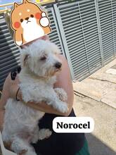 NOROCEL, Hund, Havaneser in Rumänien