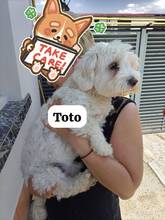 MRTOTO, Hund, Havaneser in Rumänien
