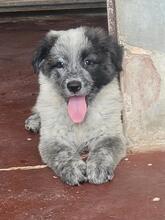 BELYSSA, Hund, Mischlingshund in Italien