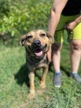MARCI, Hund, Mischlingshund in Slowakische Republik