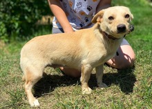 MILLIE, Hund, Mischlingshund in Slowakische Republik