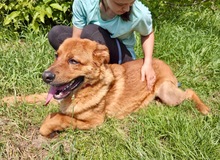 FALCO, Hund, Mischlingshund in Slowakische Republik