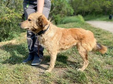ELISCHKA, Hund, Mischlingshund in Slowakische Republik