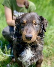 RONY, Hund, Mischlingshund in Slowakische Republik